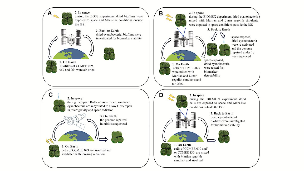 Study Reveals Desert Cyanobacteria’s Resilience in Space Simulations